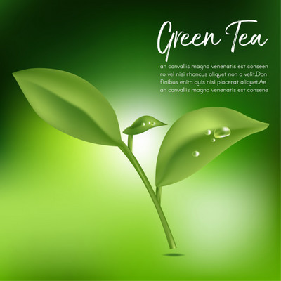 绿茶,绿茶叶矢量图素材