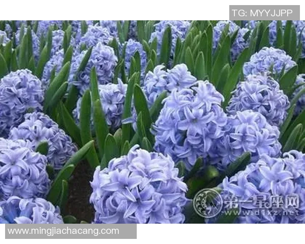 星座与足球的完美结合揭秘那些代表各个星座的足球明星们的传奇故事